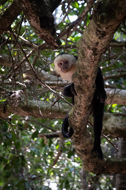 istock White faced capuchin monkey hanging on a tree branch in tropical forest 2219228283