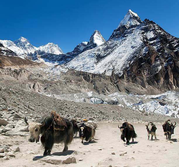 istock Group yaks and mount Everest, Nepal Himalayas mountains 2219228418