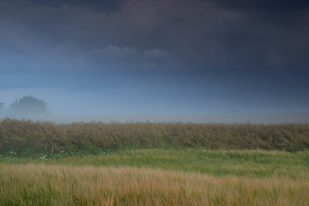 A misty rural landscape in Denmark captures the essence of tranquil nature. Layers of fields and vegetation blend seamlessly into the soft haze, creating an ethereal and peaceful scene, perfect for reflective moments.