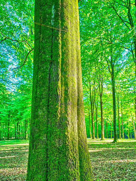 An enlightening view of a lush forest in Denmark, showcasing tall moss-covered trees. Sunlight filtering through the green canopy creates beautiful patterns of light and shadow, capturing the essence of untouched Scandinavian nature.