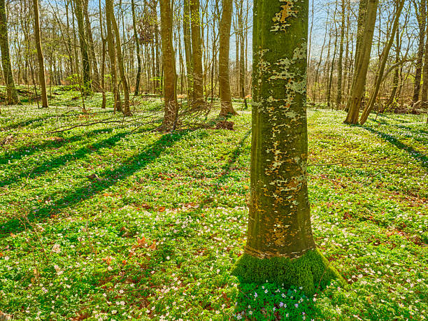 A serene forest in spring featuring a vibrant ground covered in blooming wood anemones (Anemone nemorosa) under tall oak and beech trees. The tranquility of the woodland setting resonates throughout the scene.