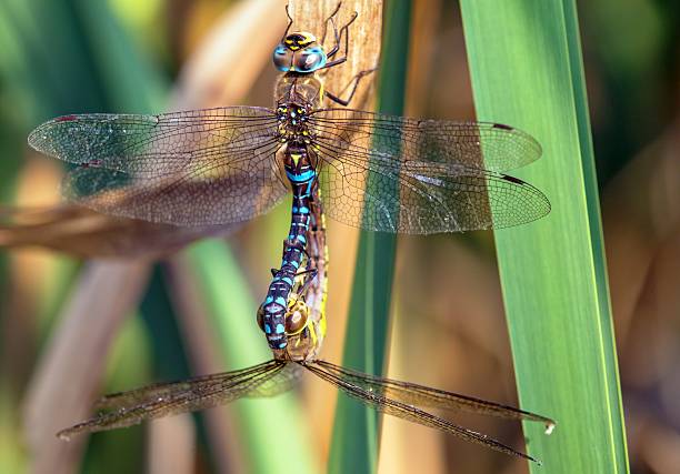 istock Migrant hawker dragonfly in latin Aeshna mixta 2219229111