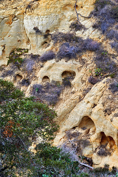 Eroded sandstone cliffs in coastal California showcasing natural openings and rugged texture. Vegetation features include Rhamnus californica and Opuntia species along with native shrubs endemic to the region.