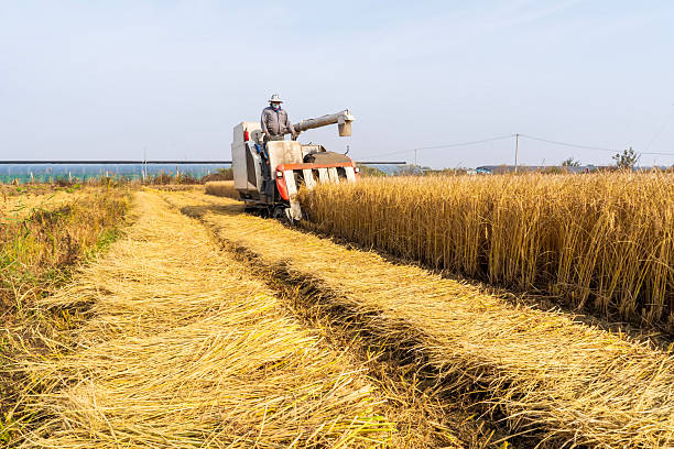 Harvester machine is harvesting ripe rice