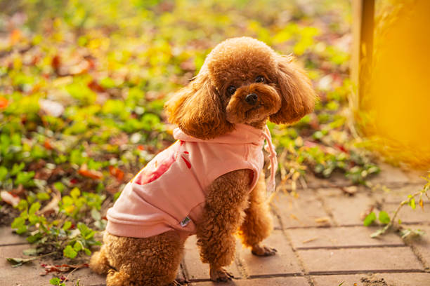 istock A toy poodle in autumn 2219233549