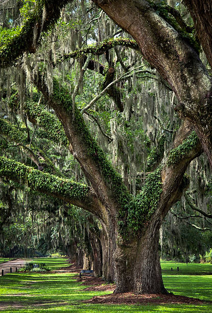 istock Avenue of Oaks 2219234099