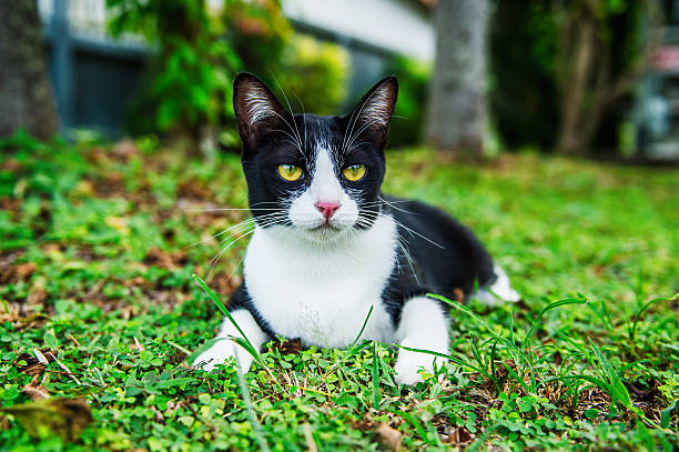 Black and white cat with striking yellow eyes lounging on lush green grass in a serene garden, savoring a peaceful moment of relaxation amidst nature's beauty