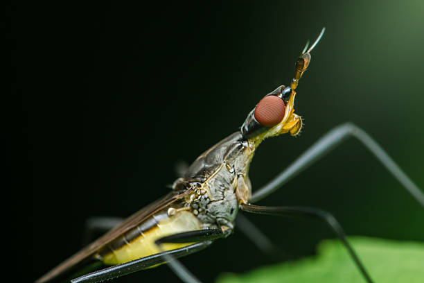 Close-up of a snipe fly perched on a vibrant green leaf, highlighting its long legs, prominent eyes, and elongated body against a blurred dark background
