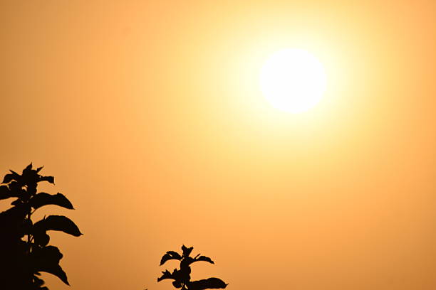 Sunset scene with trees, palm trees, clear sky and birds in summer