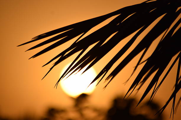 Sunset scene with trees, palm trees, clear sky and birds in summer