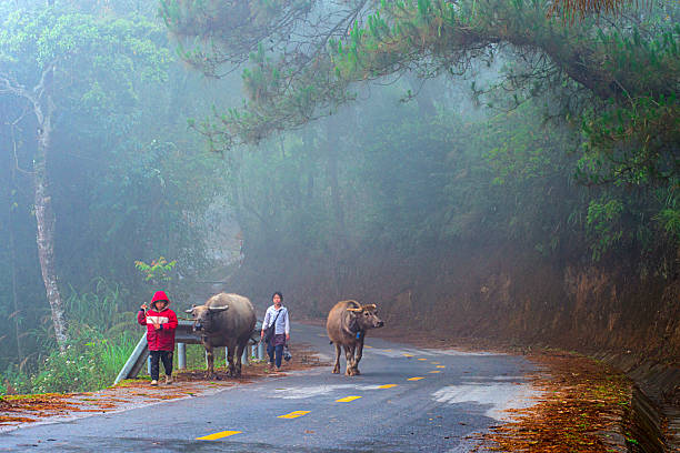 Ha Giang, Vietnam. March 30, 2024\nTwo Hmong sisters walk alongside their buffaloes on a misty mountain road in Ha Giang province, northern Vietnam. The quiet morning is veiled in fog, blending the rural path with the surrounding forest — a peaceful glimpse into the daily life of ethnic minorities in Vietnam’s remote highlands.