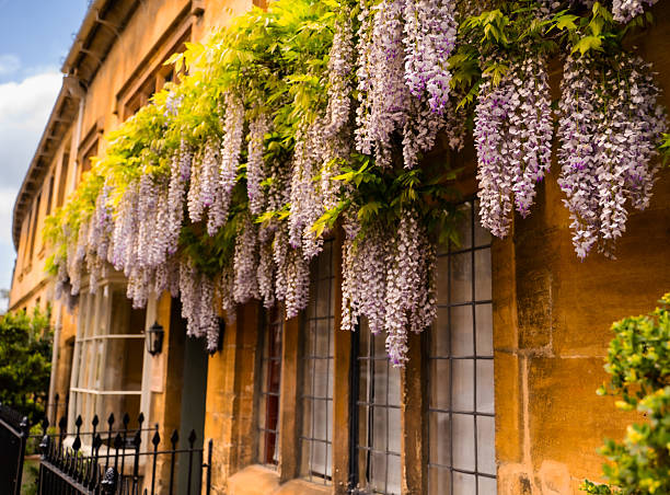 A townhouse with wisteria hanging over it and a fence in the front