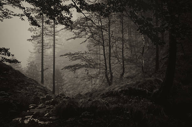 Dark landscape in sepia tones showing wild forest in mist