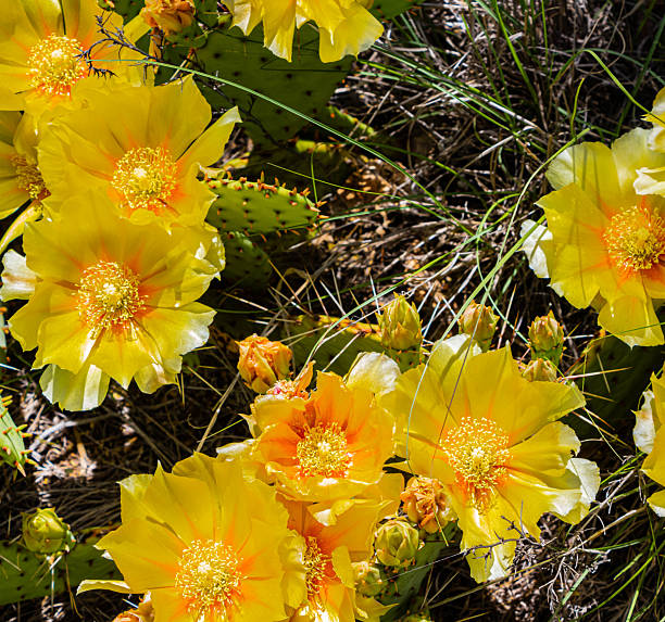 istock Prickly Pear Cactus Blossoms on The Canyon Rim Trail 2219237254