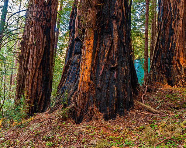 Large Redwood Trees In Forest, Sam McDonald Park, San Mateo County, California, USA