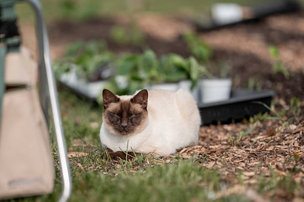 Fluffy cat hides under a garden wheelbarrow in the shade on a hot day
