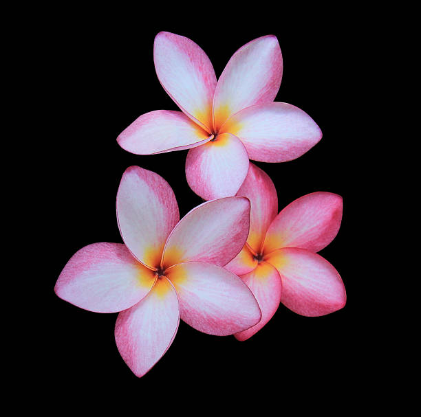 istock Plumeria or Frangipani flowers. 2219241299