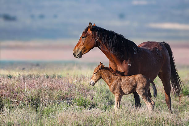istock Onaqui Wild Horse Mare and Foal 2219243330