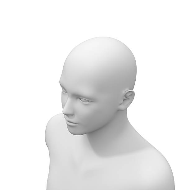 3d rendered model of a human head.