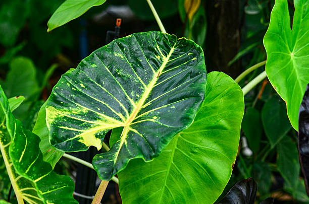 istock Alocasia New Guinea Gold 2219246687
