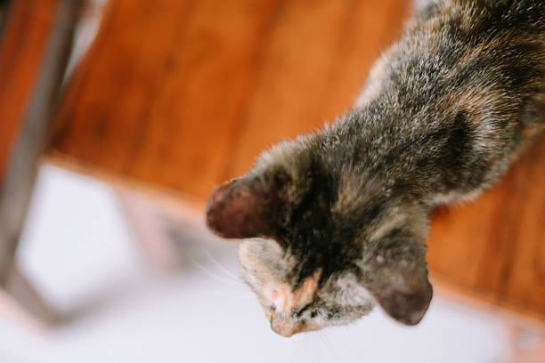 Close up of a calico cat looking down curiously from a wooden surface. Top view detail shot.