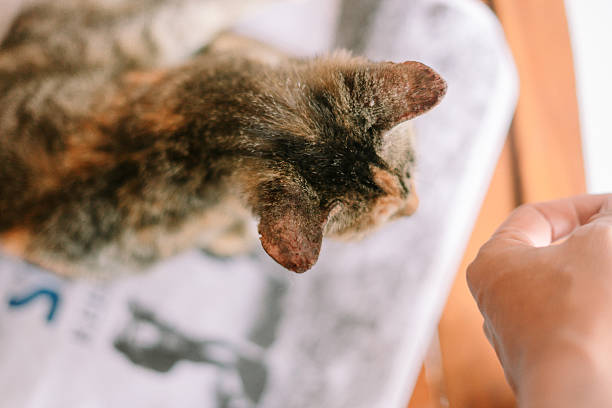 istock Calico Cat Relaxation, Pet Comfort in a Container, Home Sanctuary 2219247212