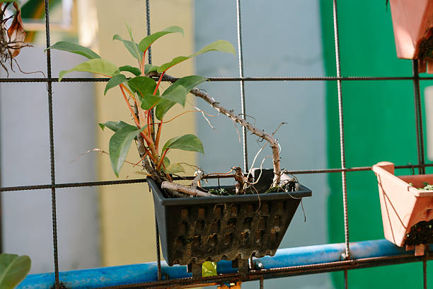 Urban gardening with repurposed containers and vibrant foliage display