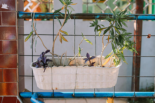 istock Potted plants in a decorative container hanging on a metal fence 2219247742
