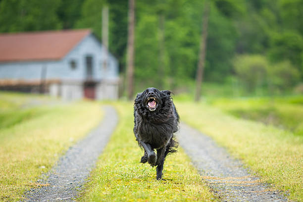 A large black Flat Haired Retriever sprinting down a grassy country road towards camera with shallow depth of field, focus only on the dog. His teeth visible making him look dangerous but he is actually just very playful.