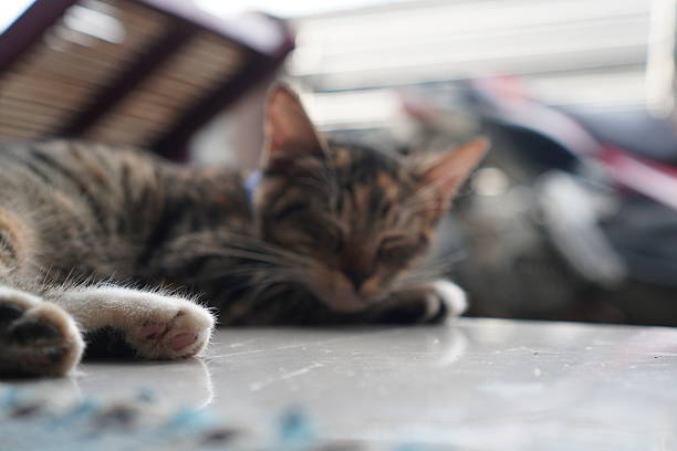 Cute Asian Cat
