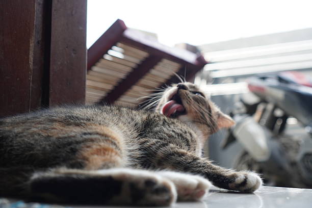 Russian blue cat is lying on the floor and yawning in the sunny room