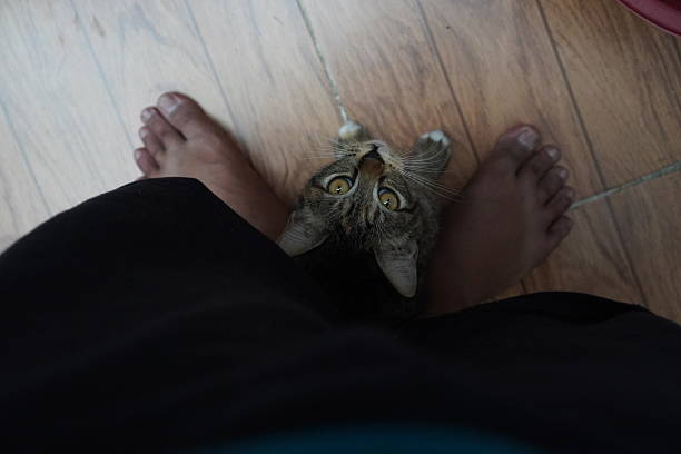 istock A tiny kitten seeking comfort and connection amidst human legs 2219250447