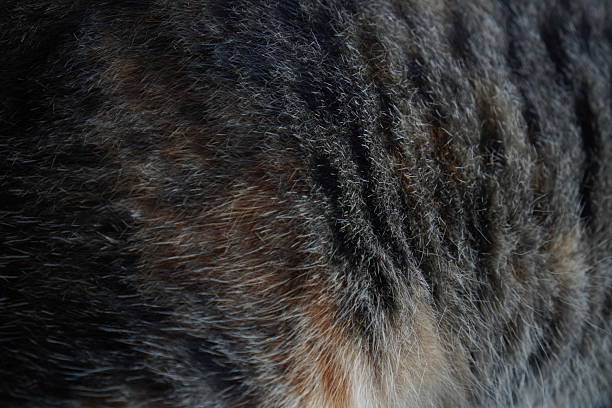 istock Presenting the luxurious softness of cat fur. 2219250528