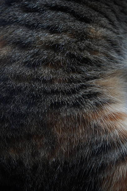 istock Presenting the luxurious softness of cat fur. 2219250593
