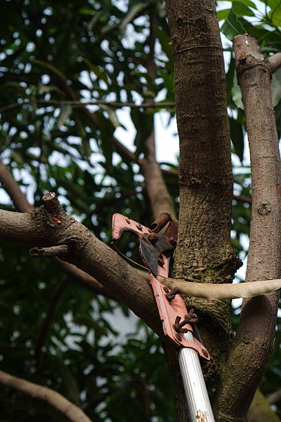 An authentic editorial moment capturing a lopper, a symbol of diligent tree care, poised within the lush canopy of a mango tree. This image speaks to the labor of cultivation, the promise of harvest, and the seasonal rhythms of nature, ideal for features on sustainable farming or backyard agriculture.