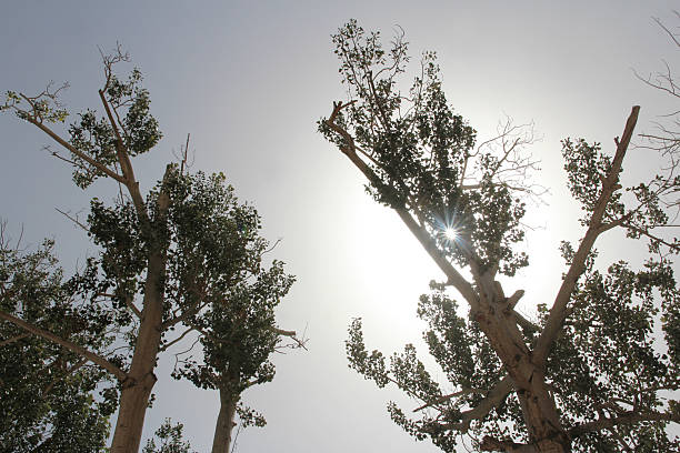 Sunshine illuminates white poplar leaves in summer at Mogao Caves, Dunhuang in Gansu Province of China