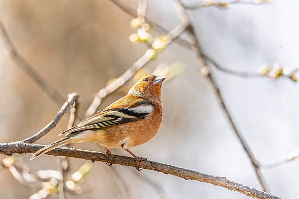 istock Common chaffinch, Fringilla coelebs, sits on a tree. Common chaffinch in wildlife. 2219253030