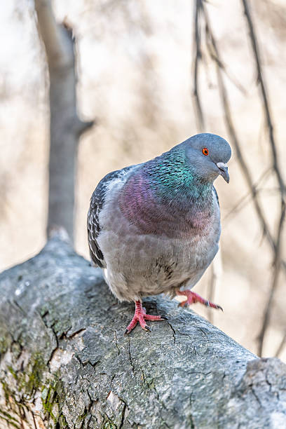 istock The fat pigeon sitting on a branch. 2219253048