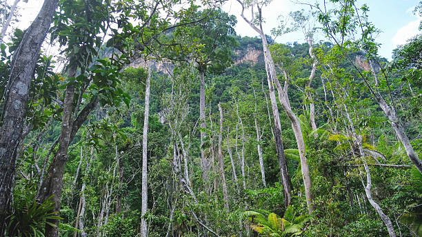 istock The greenery rainforest and the river from boat view in Surat Thani, Thailand 2219253390