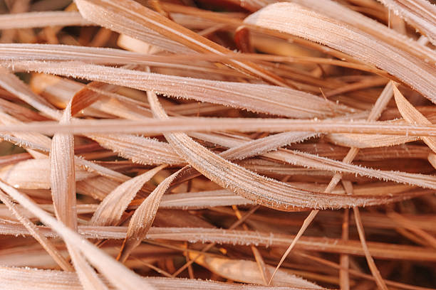 Dry Leaves Covered in Frost