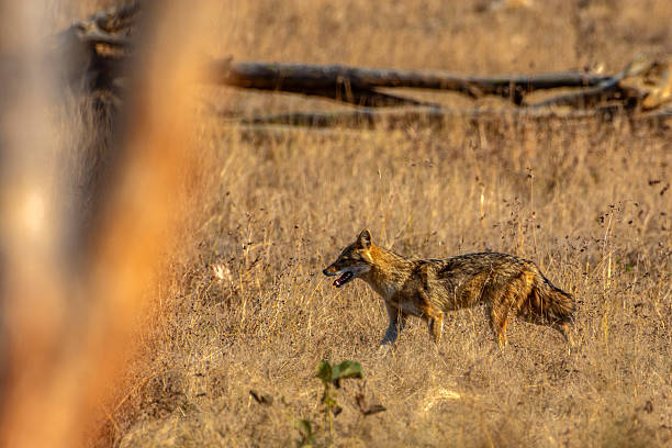 istock Golden Jackal Running on Forest Ground Hunting for Small Prey 2219254831