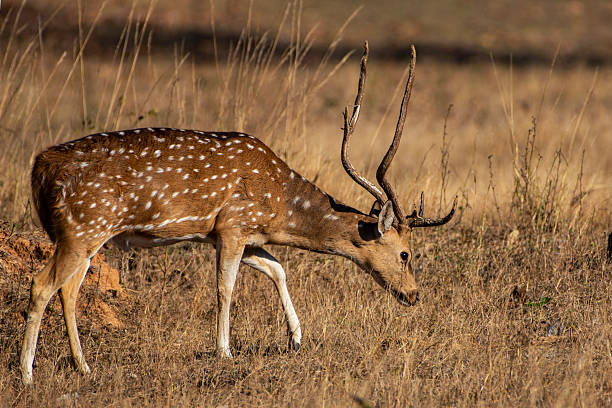 istock Spotted Deer Foraging Anxiously on Forest Ground in Natural Habitat 2219254875