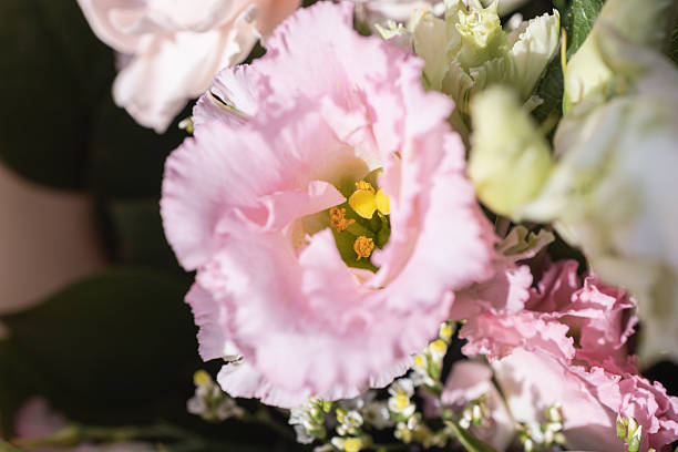 istock Delicate pink eustoma flower in full bloom surrounded by soft petals and greenery in sunlight 2219255604