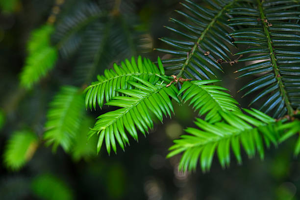 Extreme close-up of young Cedar leaf with shallow depth of field.