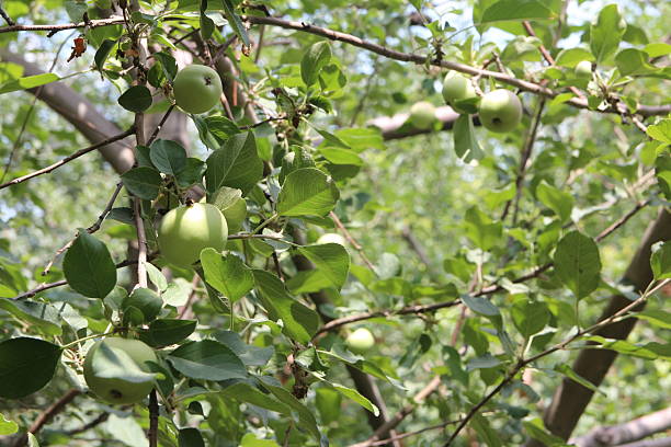 istock Green apples on the branch 2219257808