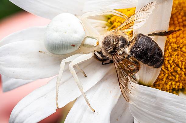 istock A white crab spider ambushes a honeybee on a bright daisy flower, capturing the moment. 2219258055