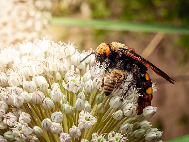 A hornet is seen together with a honey bee standing on a white flower gathering pollen on a sunny day in the garden.