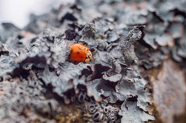 istock A vibrant ladybug perches on textured lichen, a vivid contrast in nature's intricate details. 2219258101