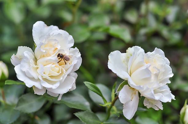 A honeybee gathers nectar from a delicate white rose, its petals softly unfolding in the sunlight. Lush green foliage surrounds the blossoms.
