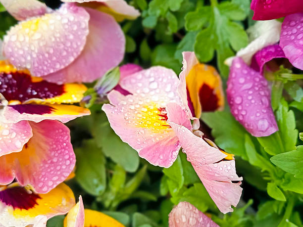 Multicolored flowers tecolor violet with raindrops. Beautiful natural background, close-up, selective focus.